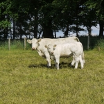 WCC Nagy-Britannia 2012 - DZ
